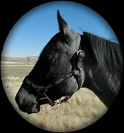 BLUE APACHE DIAMOND HANCOCK BLUE ROAN  QUARTER HORSE