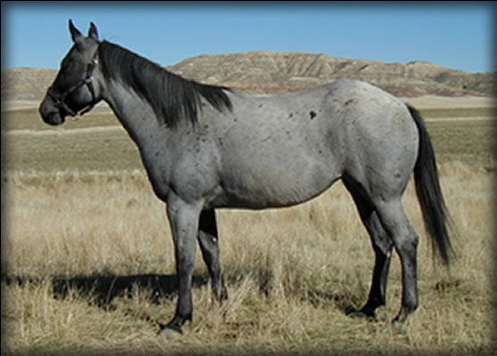 Blue Akpache Diamond Blue Roan Quarter Horse