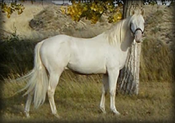 Montana Blue Eues Hollywood Gold Stallion Quarter Horse