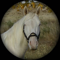 Montana Blue Eyes Hollywood Gold Quarter Horse