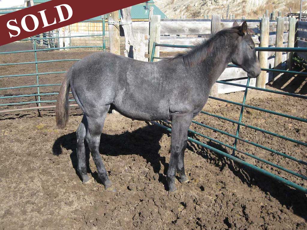 2018 Plumb Silver Blue Roan Stallion