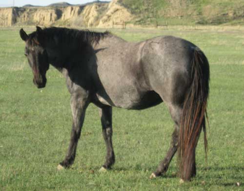 Powder River Horses, Essie Mae Hancock of Joe Hancock Lineage