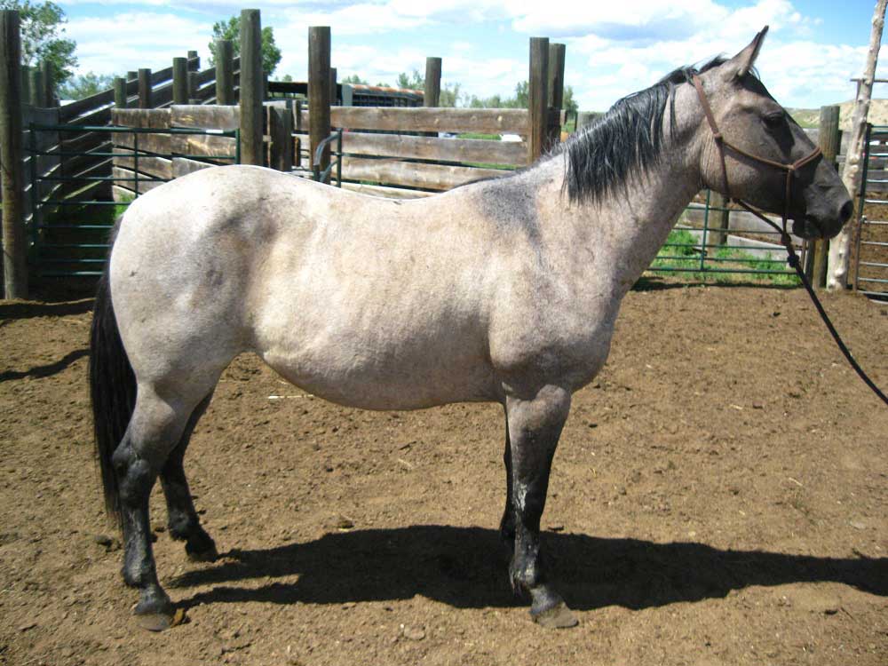 Powder River Horses, Indian Lily Jo of Joe Hancock Lineage