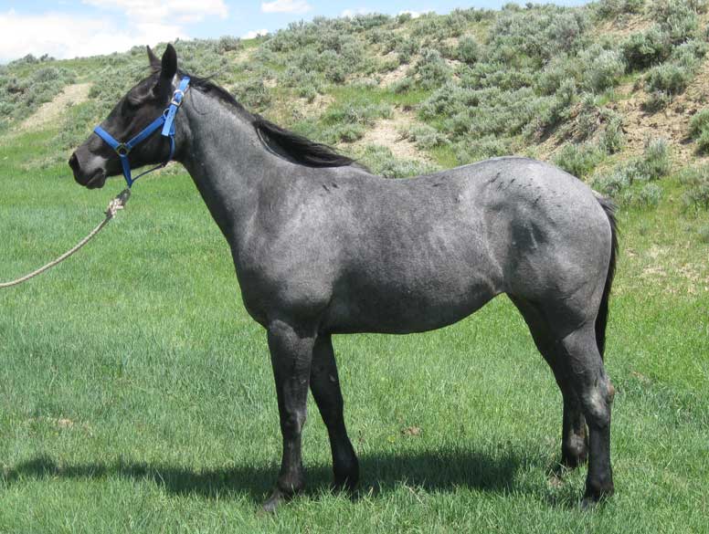 Powder River Horses, Lady Azul Blue of Joe Hancock Lineage