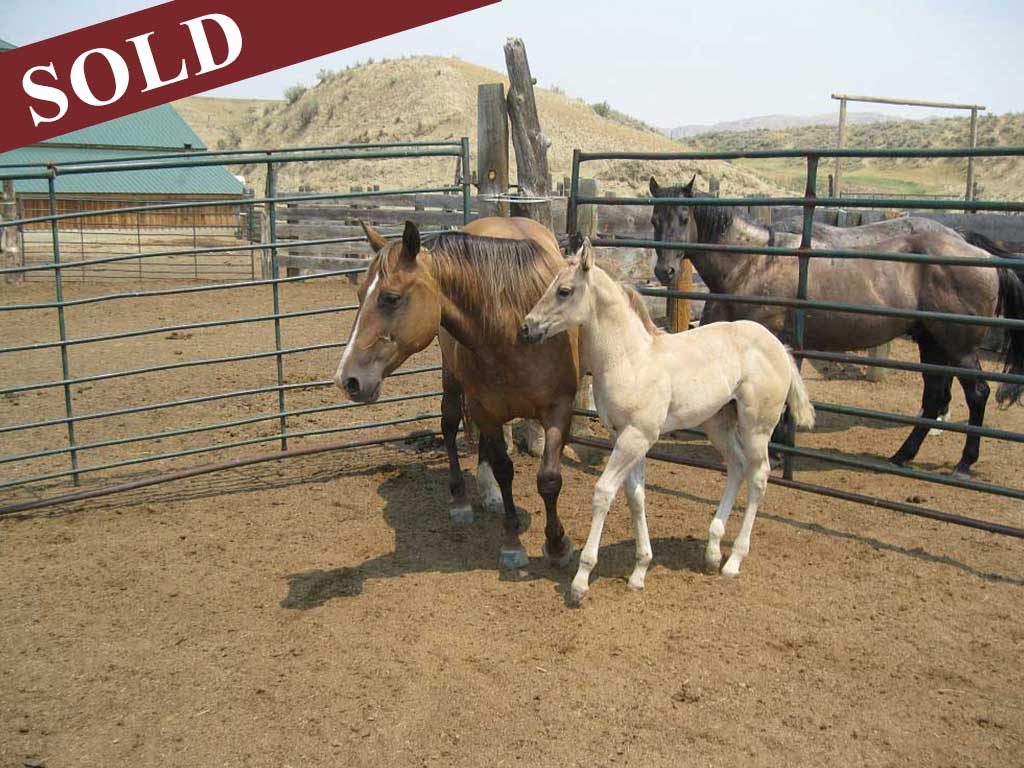 2021 powder river rowdy lil silver agate grulla silver filly