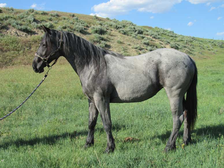 Powder River Horses, Lily Blue Wolf of Joe Hancock Lineage