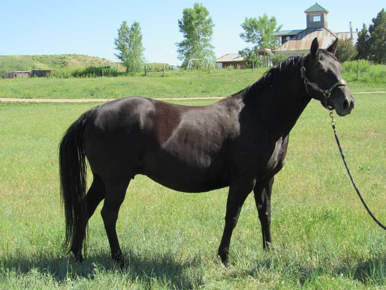 Powder River Horses, Onex Hancock of Joe Hancock Lineage