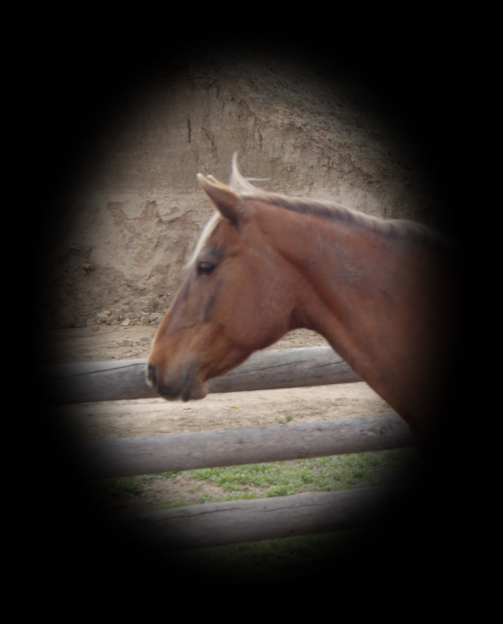 Champs Paige Cat, Hancock & Hollywood Gold Silver Dapple Mare