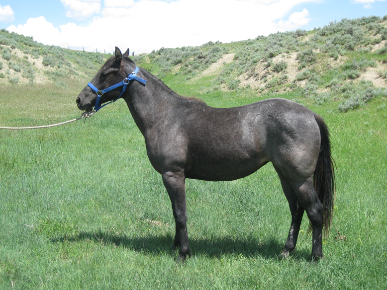 Powder River Horses, Plenty Blue Tigress of Joe Hancock Lineage