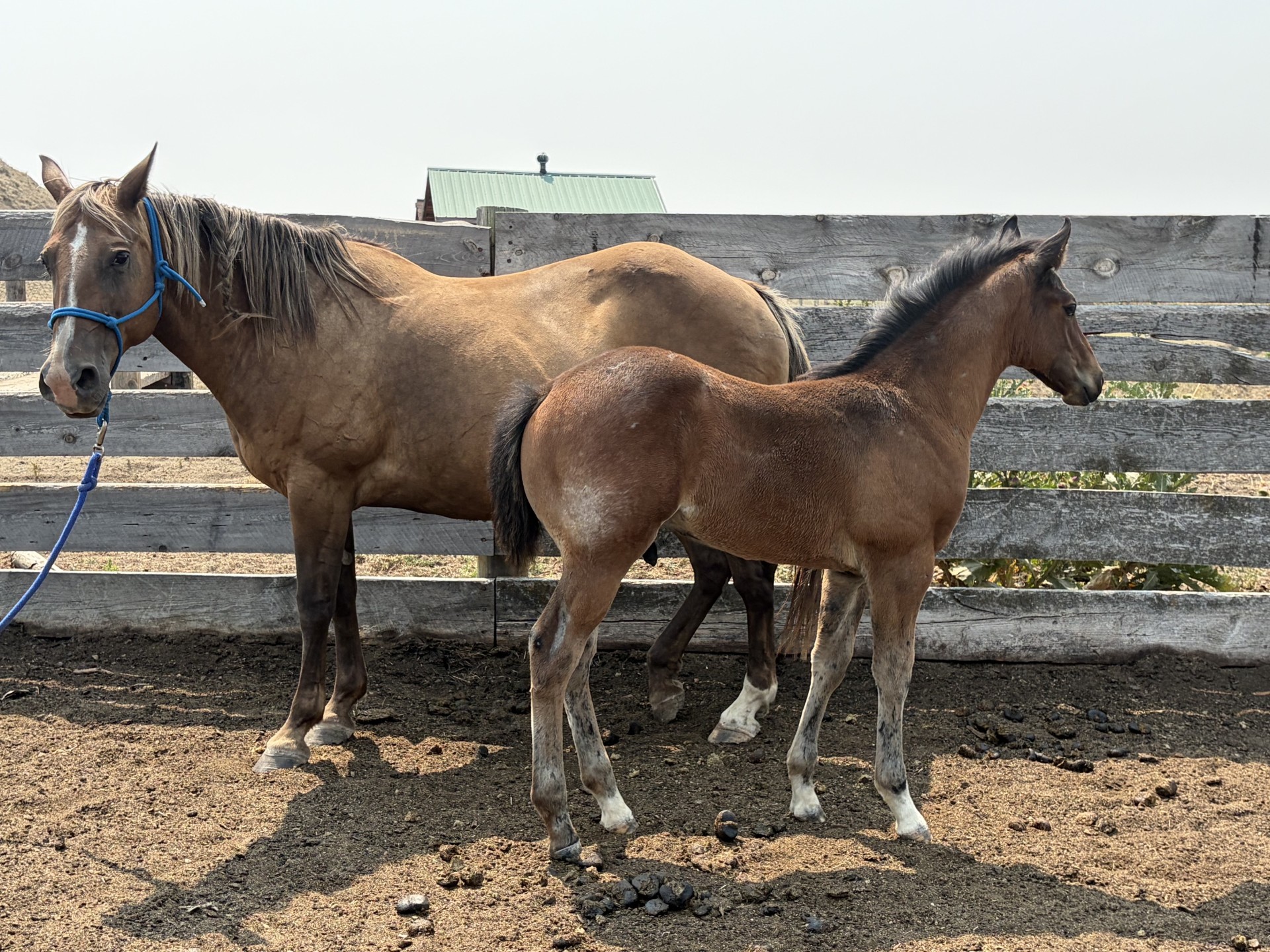 2026 Powder River Rowdy Lil Silver Agate Foal