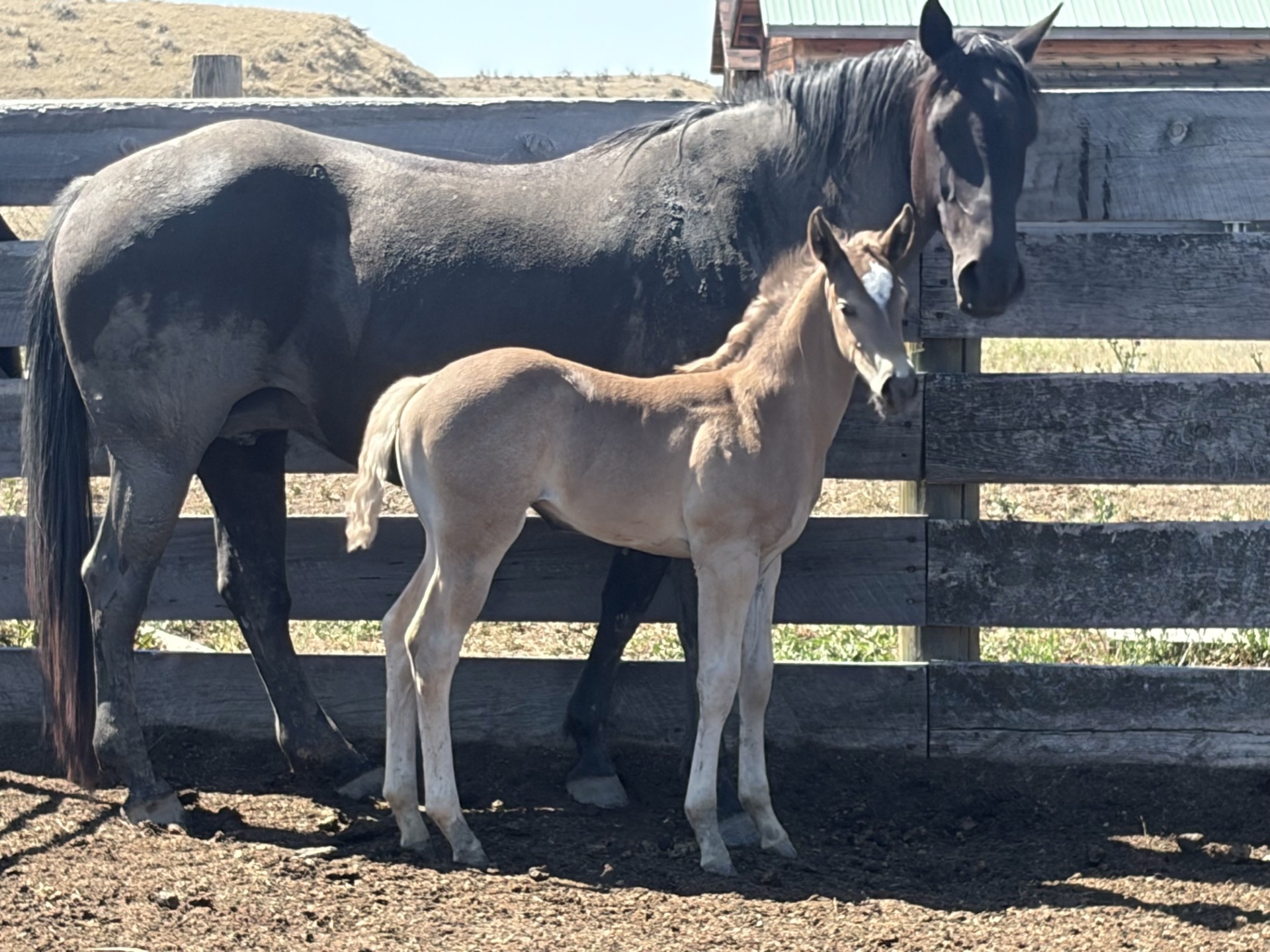 2024 Plum Silver Hancock Ambrosia Blue Rowdy 2026 foal