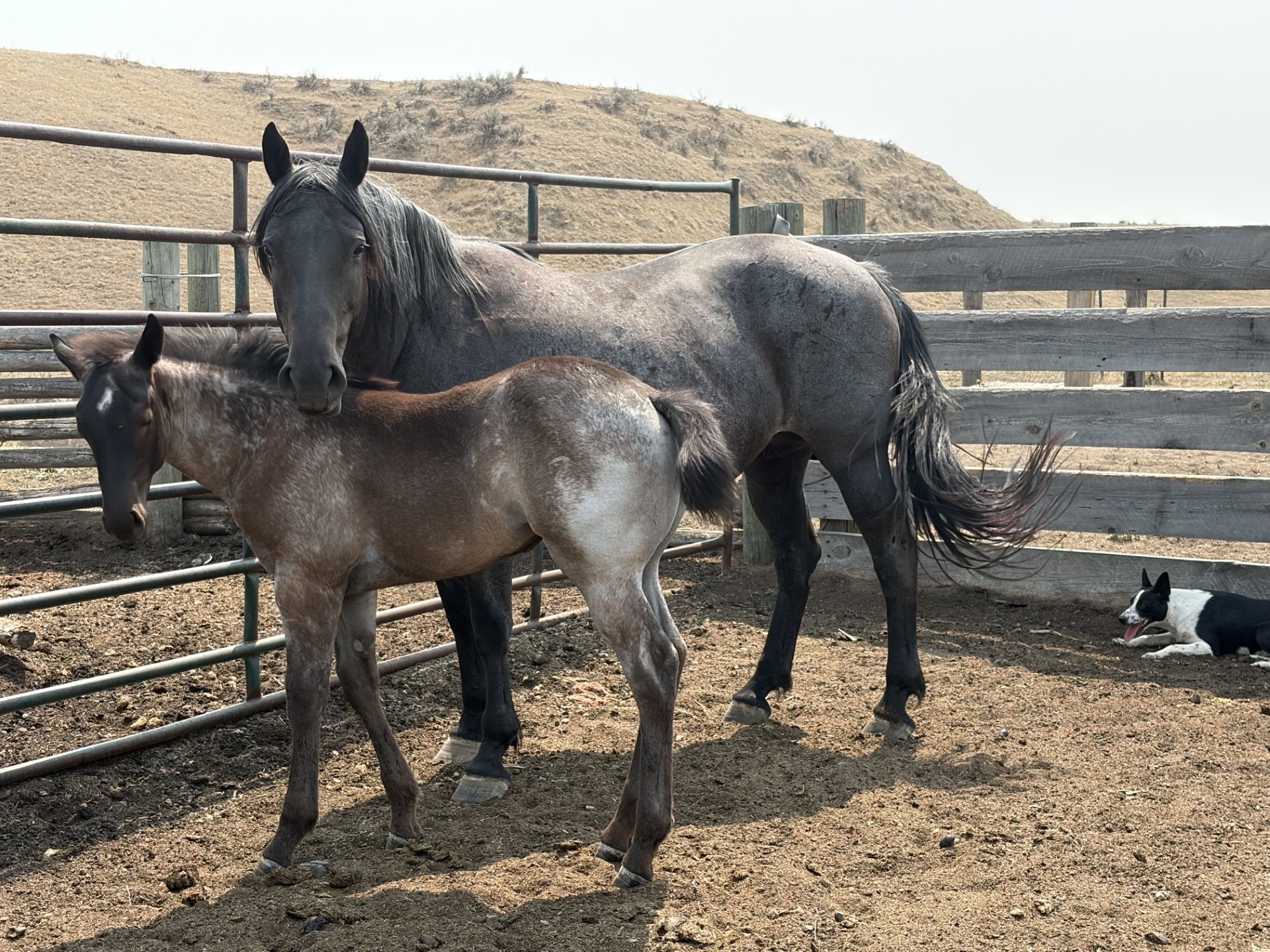 2026 Powder River Rowdy Lily Blue Wolf Foal