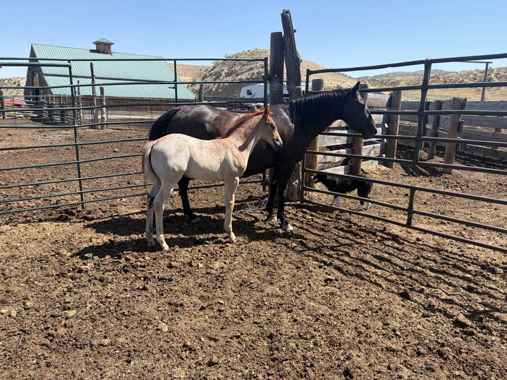 2024 Plum Silver Hancock PR Hollywood Eclipse 2026 foal