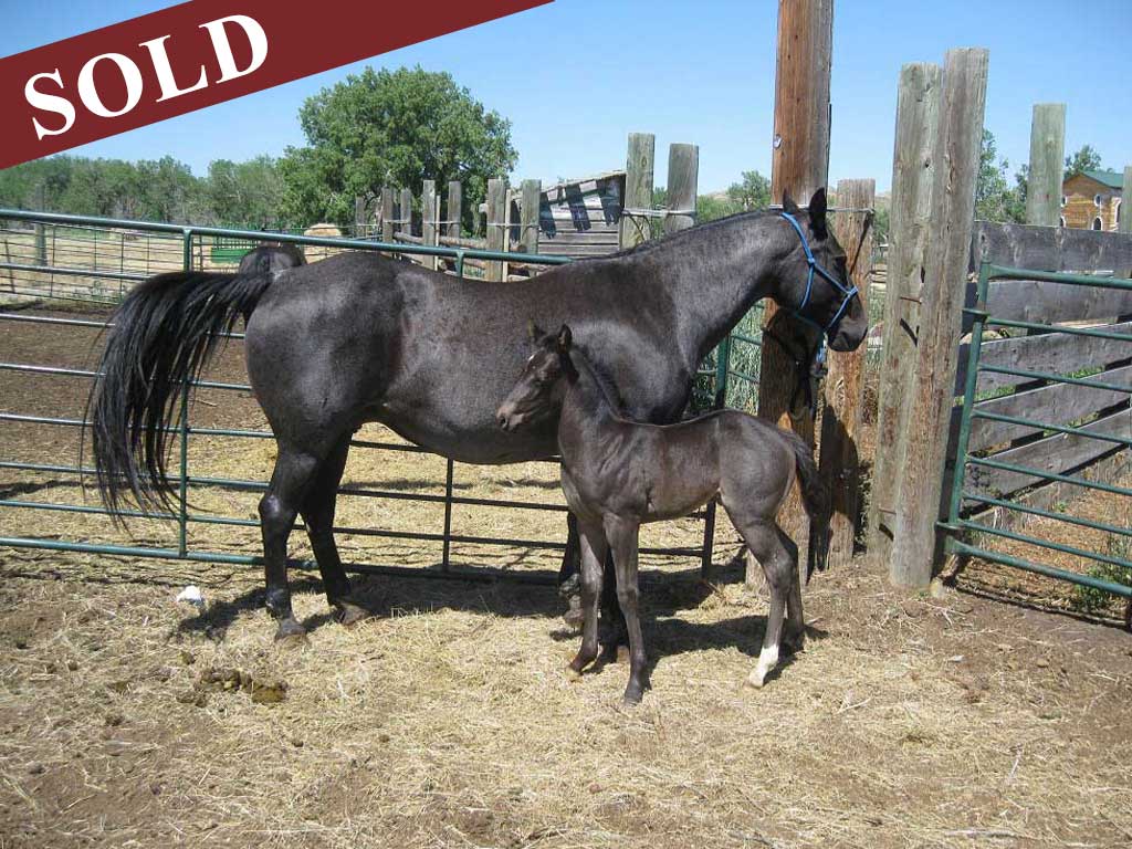 2022 plumb silver hancock crimson blue powder river filly