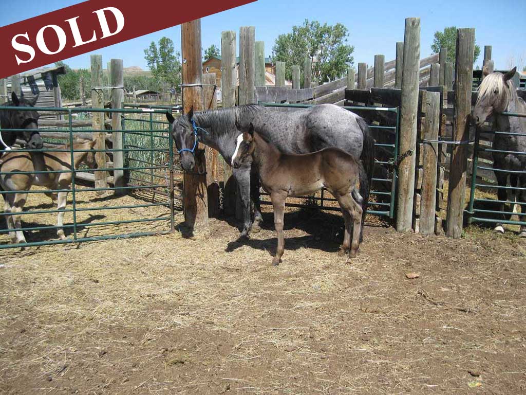 2022 plumb silver hancock blue apache powder river filly