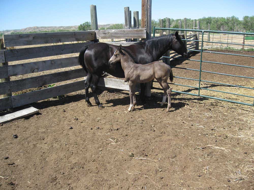2022 plumb silver hancock powder river hollywood eclipse filly