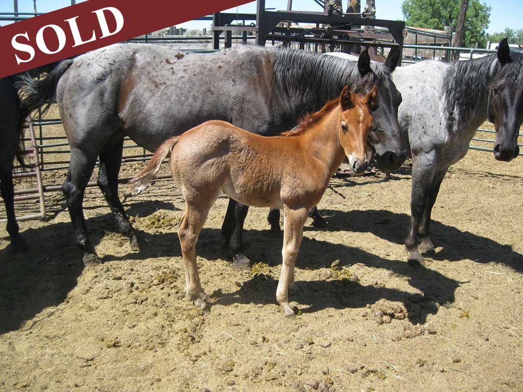 2022 plumb silver hancock powder river juniper filly