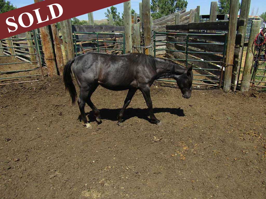 2024 Plumb Silver Hancock Onex Hancock Blue Roan Filly