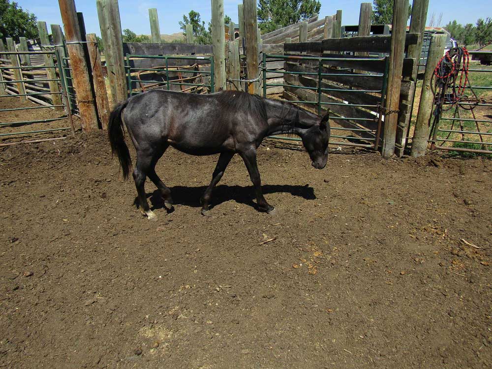 2024 Plumb Silver Hancock Onex Hancock Blue Roan Filly
