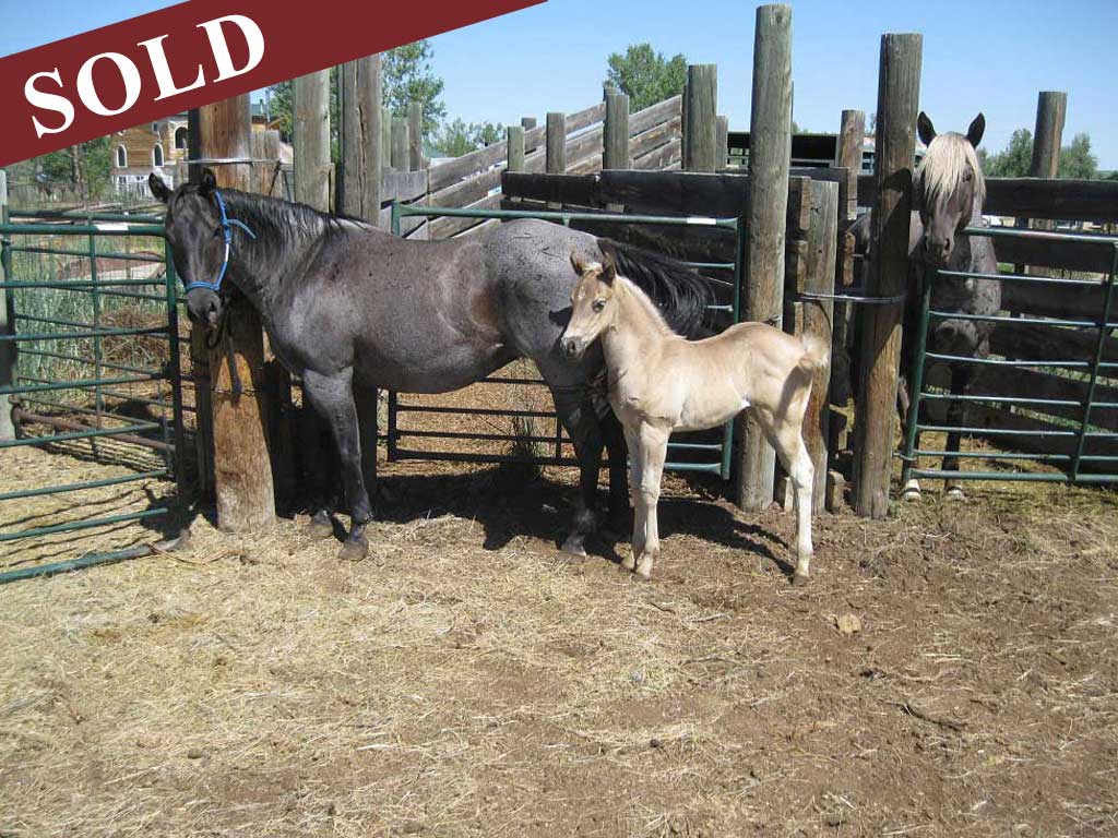 2022 plumb silver hancock powder river filly