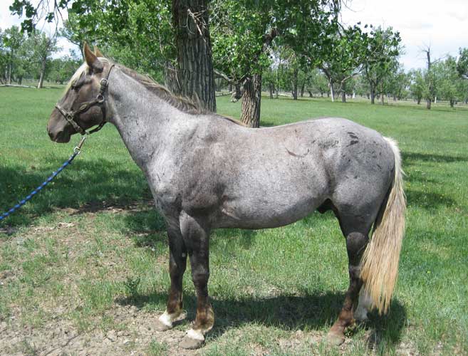 Powderrivervalentine, Joe Hancock, Blue Valentine and Mr. Roan Hancock.