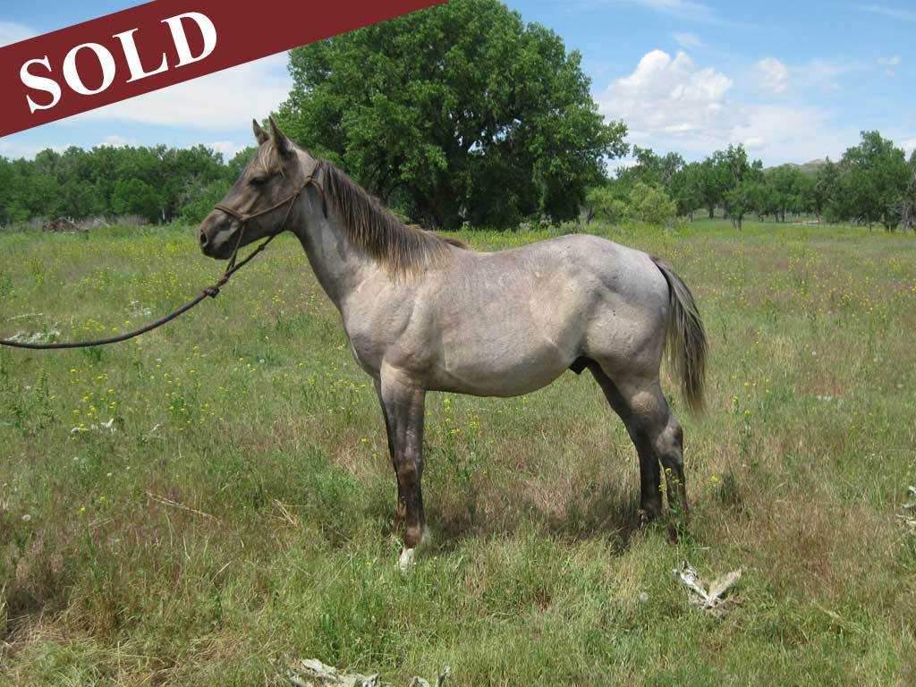 2018 Valentine Raiders Blue Roan Silver Stallion