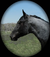 Powder River Valentine Blue Roan Hancock Quarter Horse