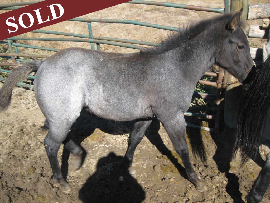 2018 Ambrosia Plumb Silver Blue Roan Stallion