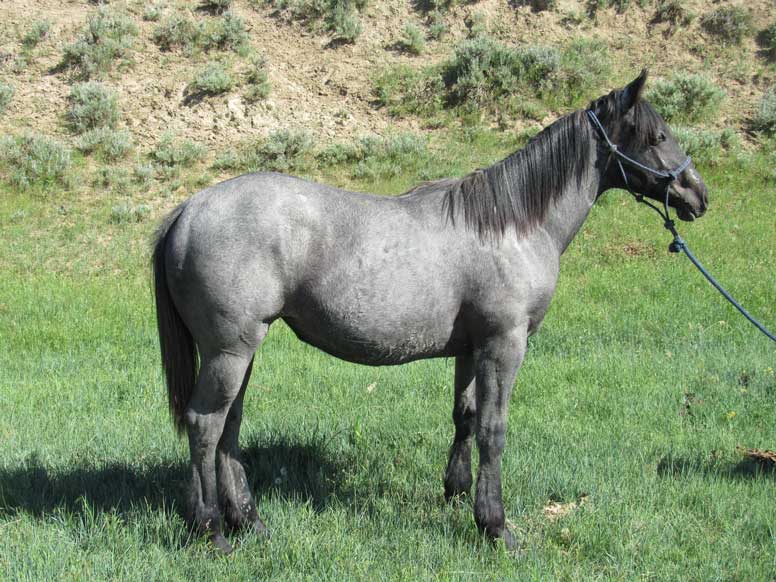 Powder River Horses, PR Wyoming Blue Wolf of Joe Hancock Lineage