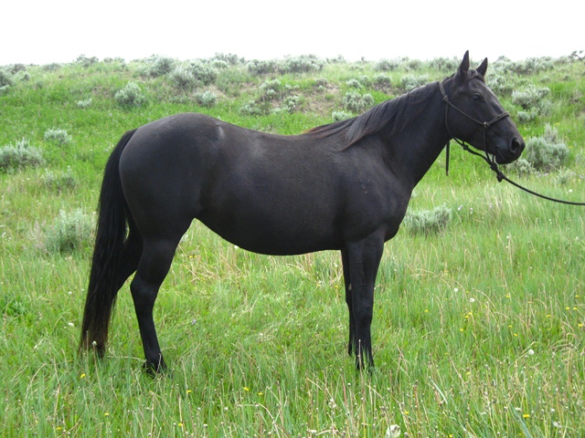 Blue Roan Quarter Horses for Sale