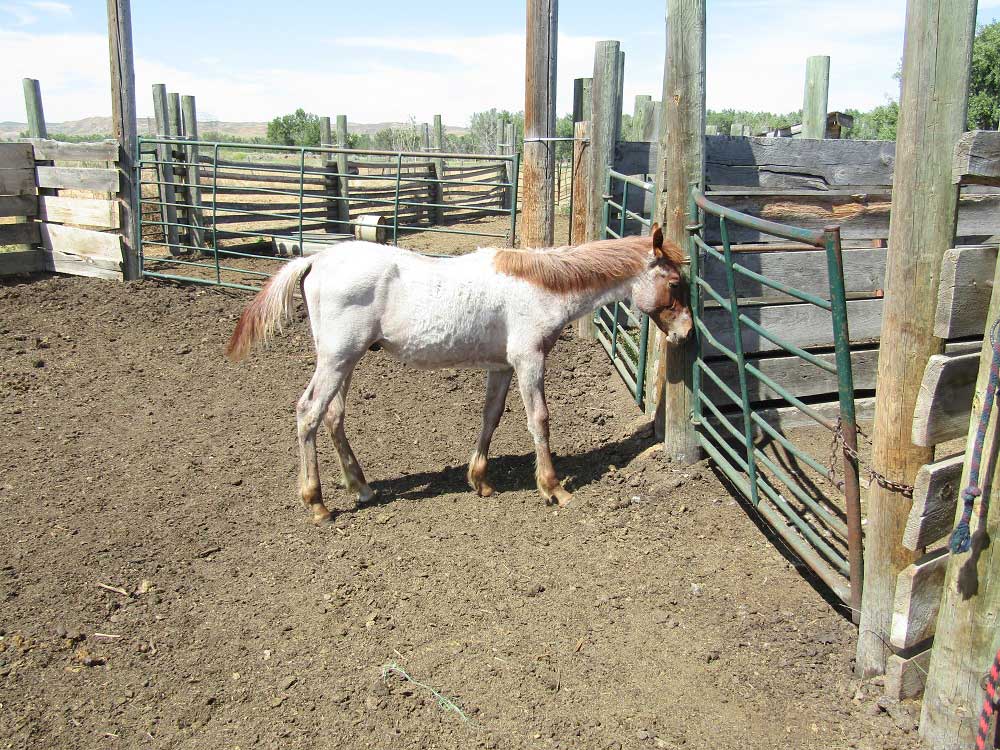 2024 Powder River Rowdy Lily Blue Wolf Stallion