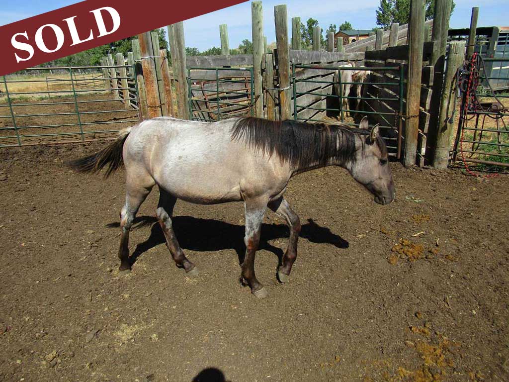 2024 Powder River Rowdy PR Wyoming Blue Wolf Grulla Filly
