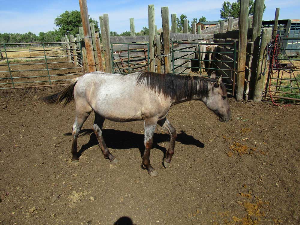 2024 Powder River Rowdy PR Wyoming Blue Wolf Grulla Filly