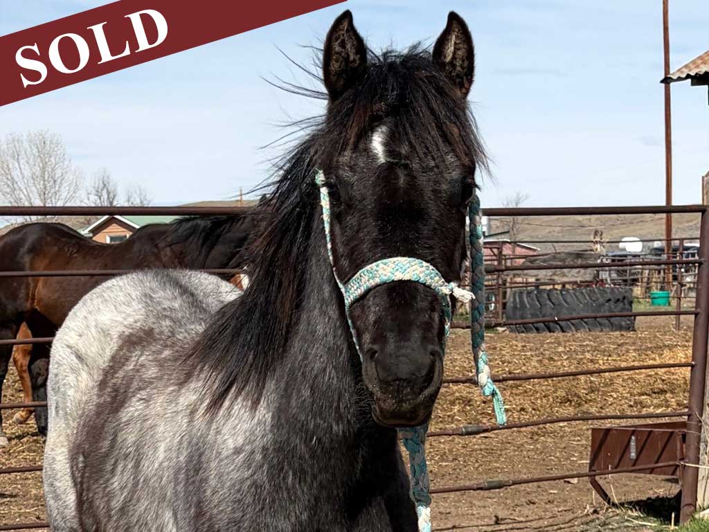 2024 Plumb Silver Hancock Blue Apache Diamond Blue Roan Stud Colt