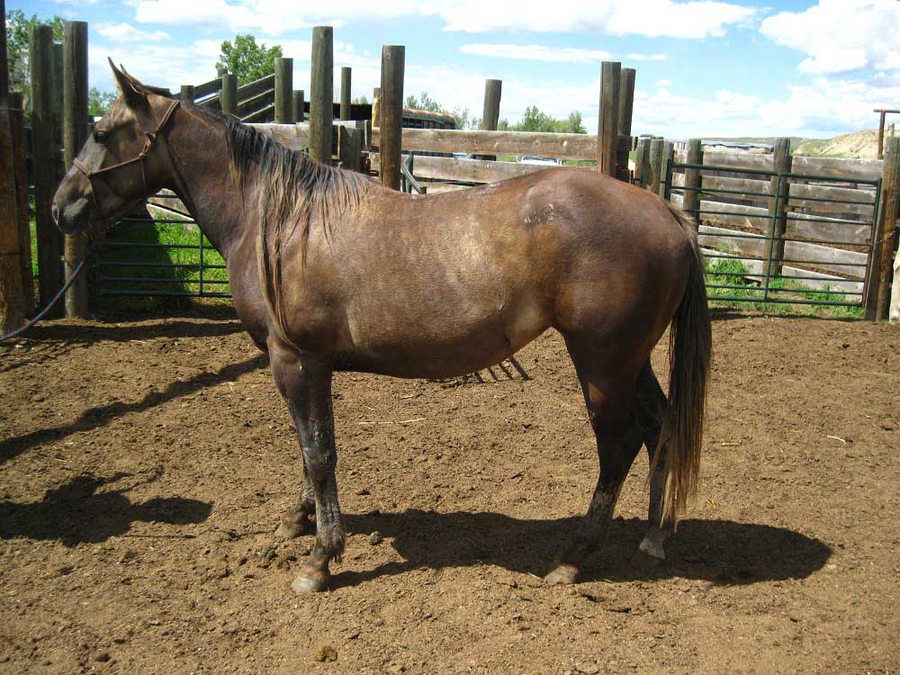 Powder River Horses, Black Moon Hancock of Joe Hancock Lineage