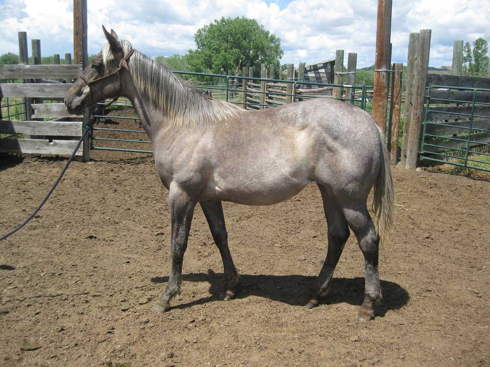 Powder River Horses, Silver Moon Hancock of Joe Hancock Lineage