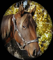 Silver Wood Strike Hancock and Hollywood Gold Quarter Horse