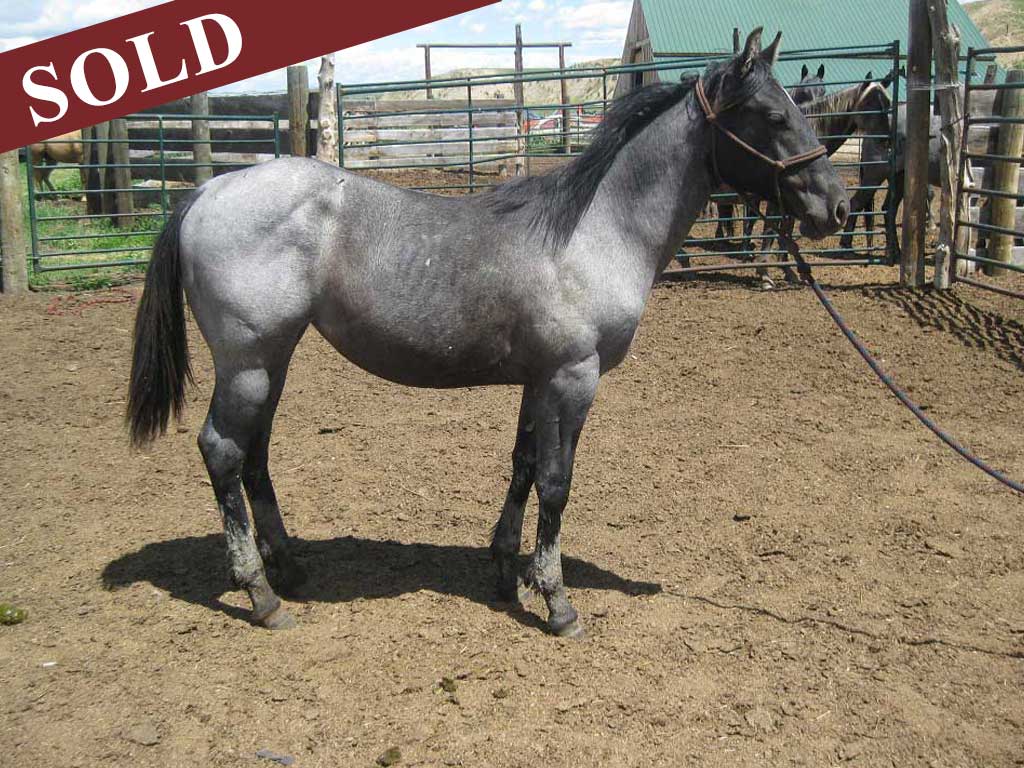 2021 powder river rowdy pr wyoming blue wolf filly